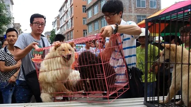 Changing Minds and the Future of Dog Meat in China?